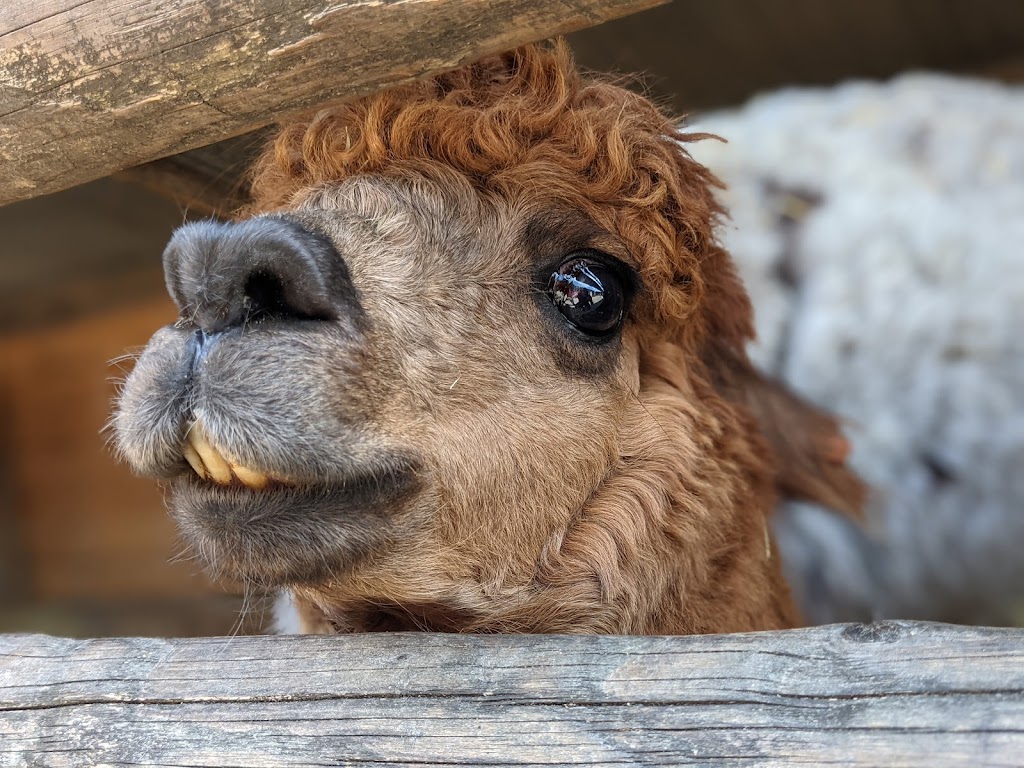 Mead Open Farm - Foto 1