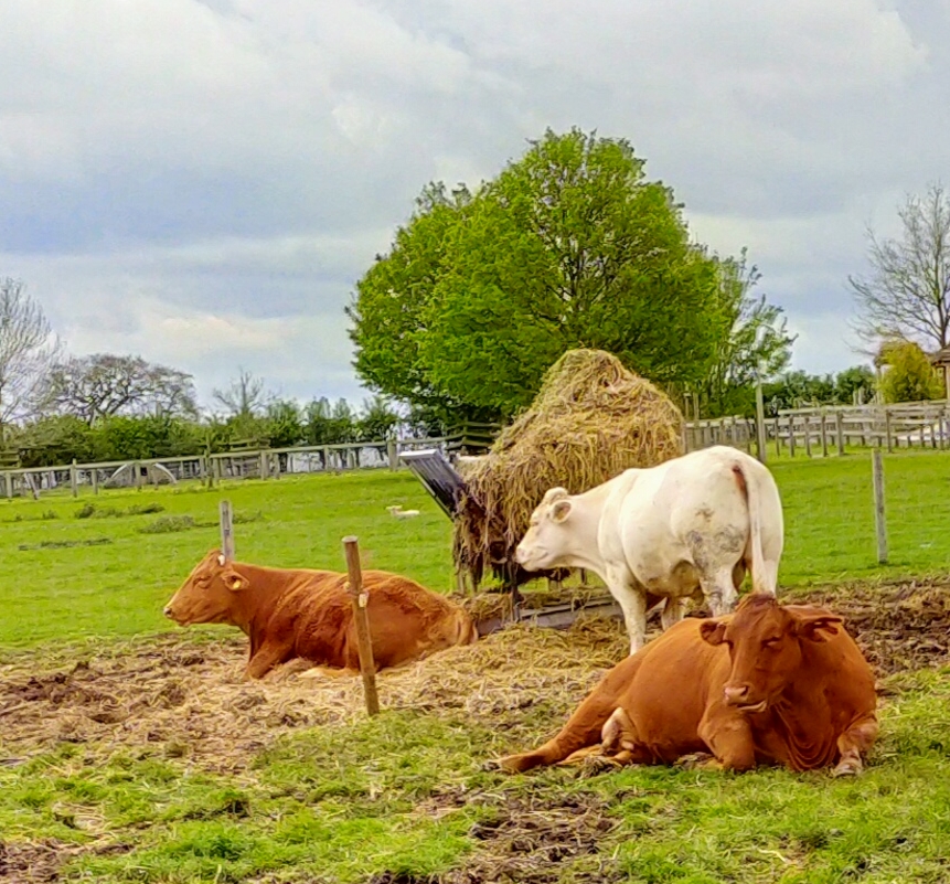 Mead Open Farm - Foto 1