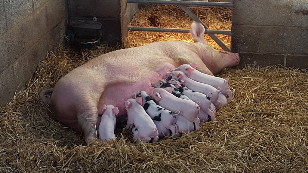 Mead Open Farm - Foto 1