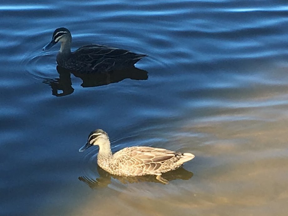 Sandy Beach Reserve - Foto 5