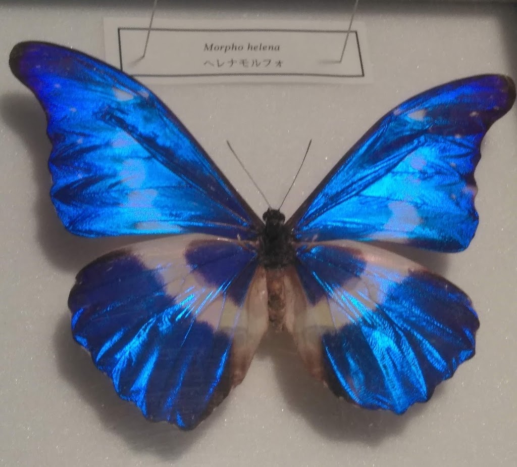 Itabashi Science and Education Museum - Foto 1