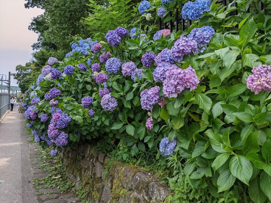 Parque Asukayama - Foto 3