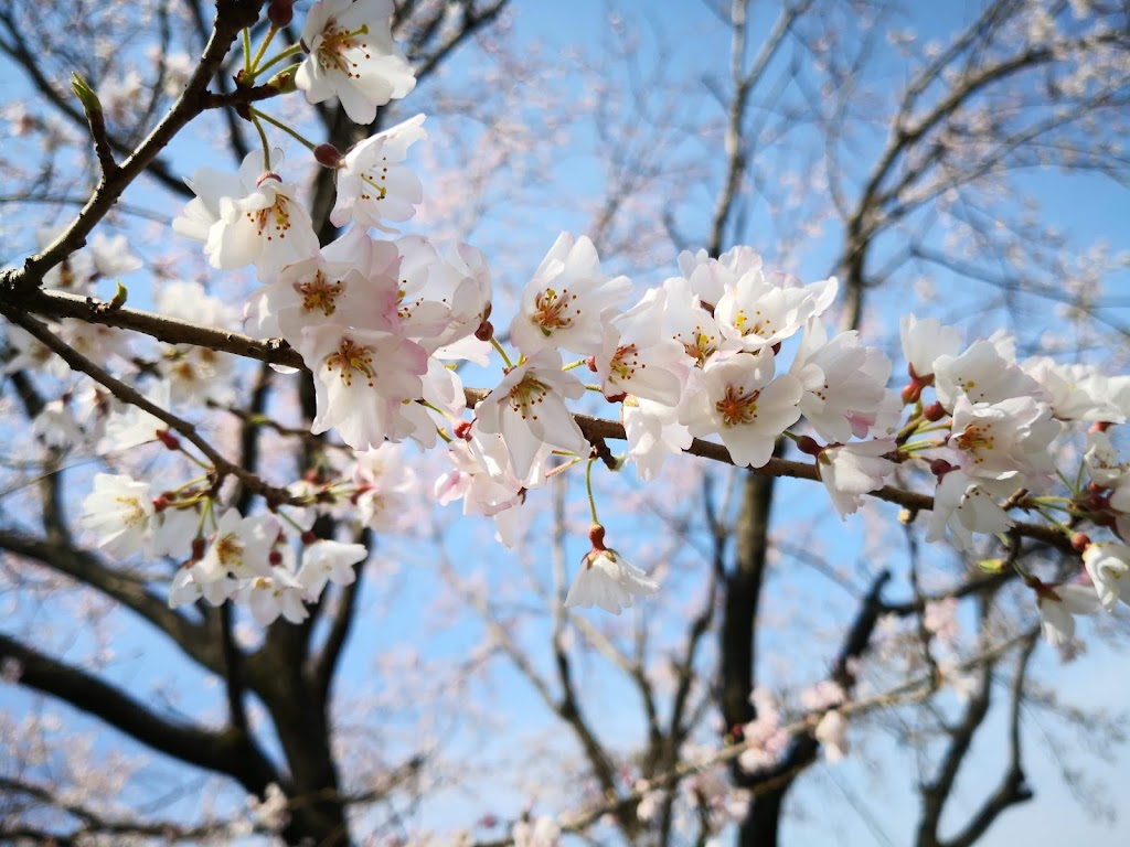 Sunomatanishi Park - Foto 1