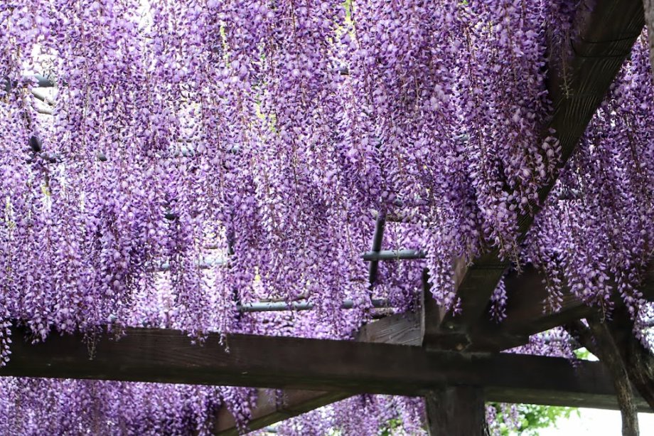 Akasaka Sports Park - Foto 4