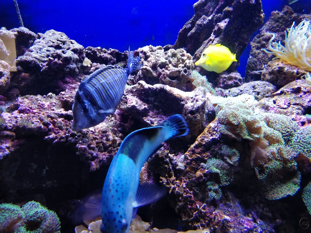 Parque Merveilleux - Foto 1