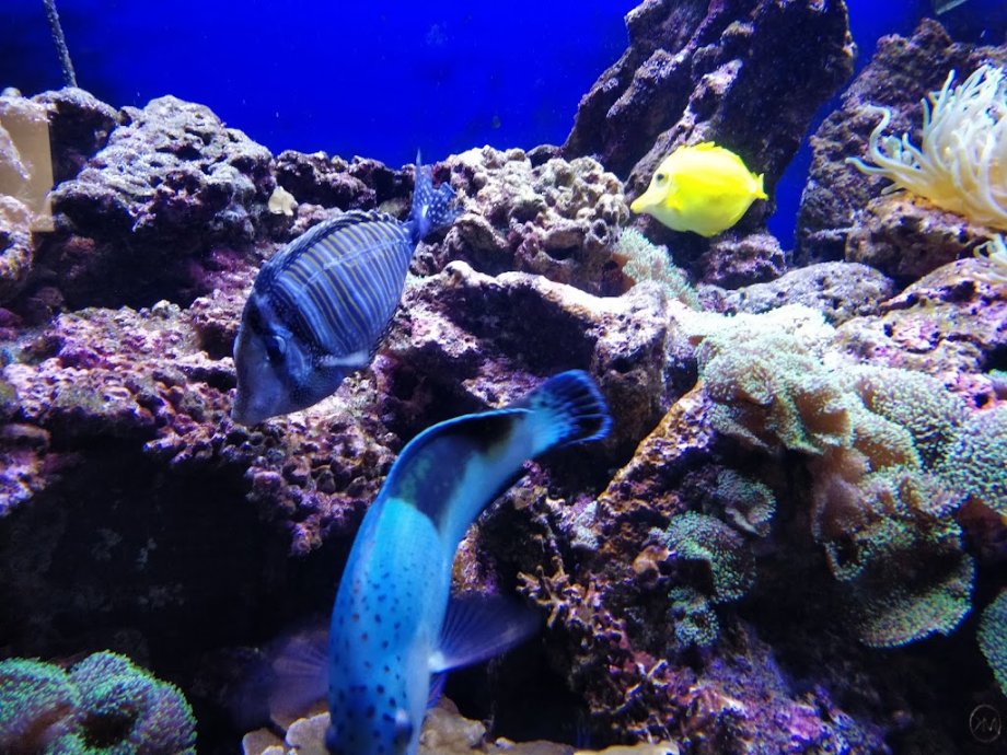 Parque Merveilleux - Foto 7