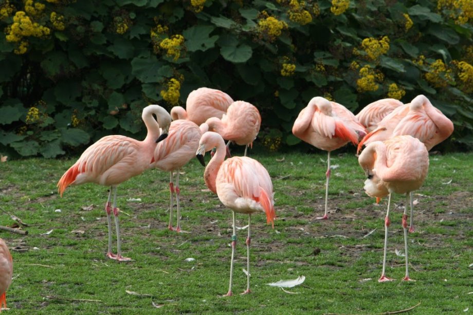 Zoo Barcelona - Foto 9