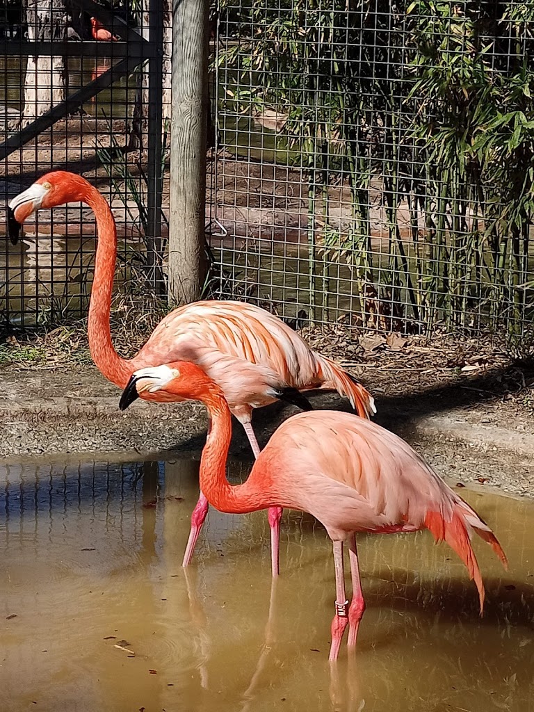 Zoo Barcelona - Foto 14