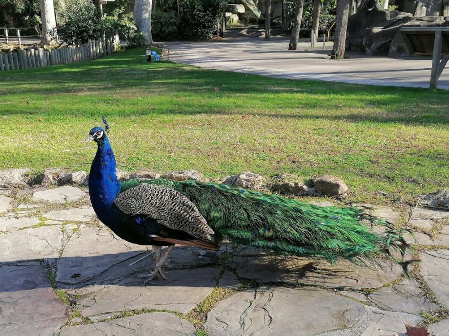 Zoo Barcelona - Foto 15