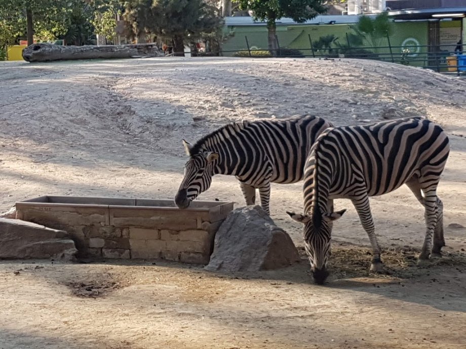 Zoo Barcelona - Foto 16