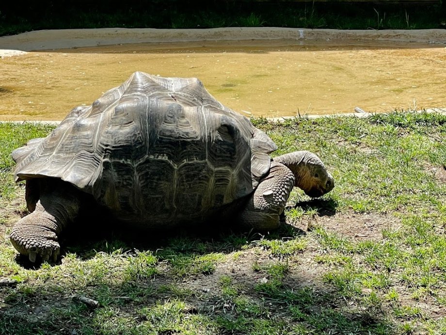 Zoo Barcelona - Foto 18