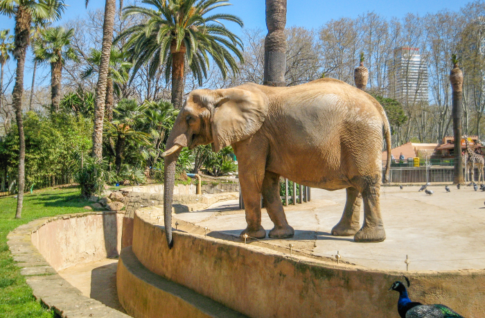 Zoo Barcelona - Foto 19