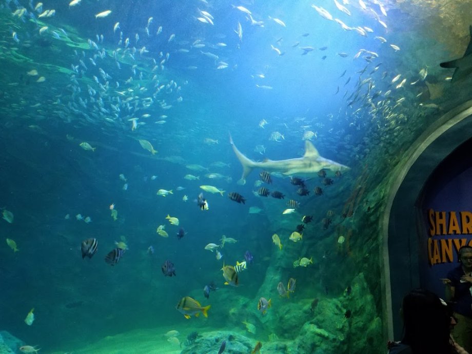 St. Louis Aquarium at Union Station - Foto 4