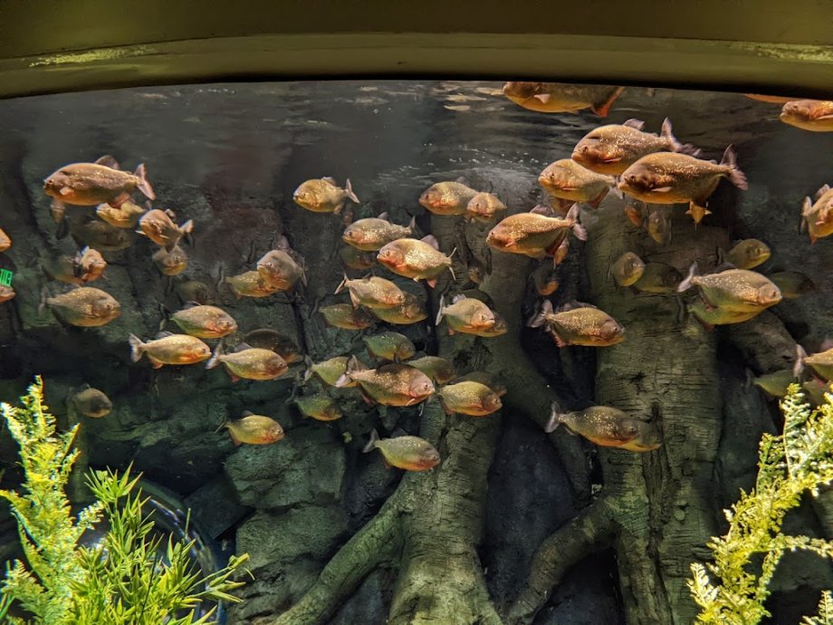 St. Louis Aquarium at Union Station - Foto 6