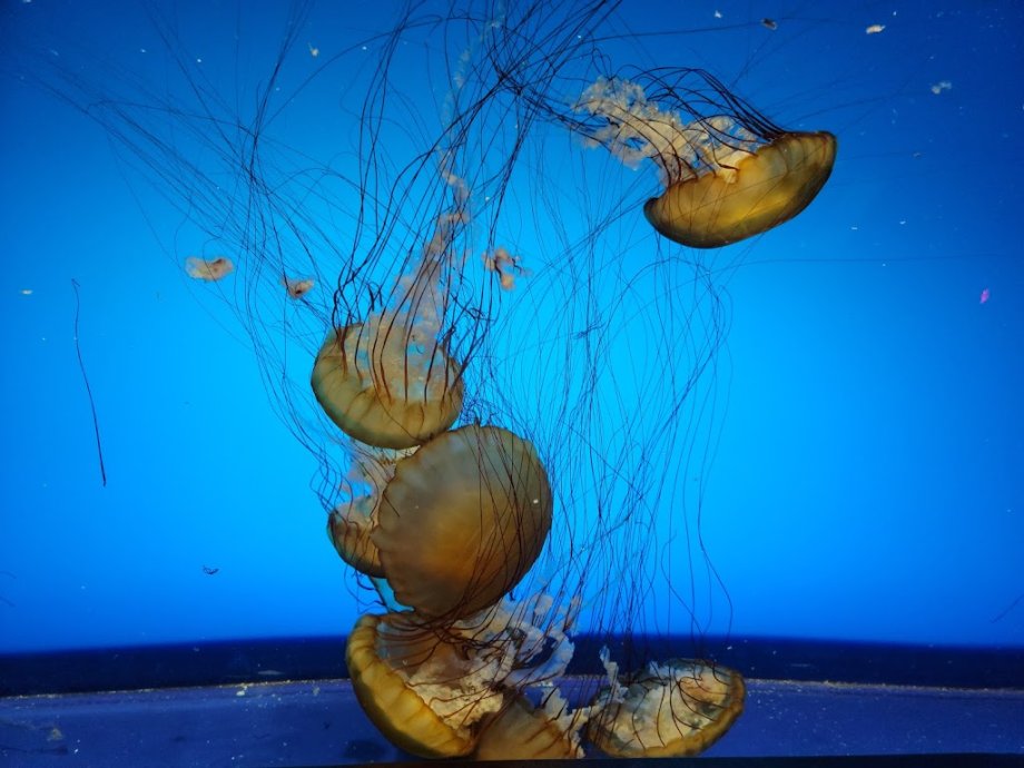 St. Louis Aquarium at Union Station - Foto 7