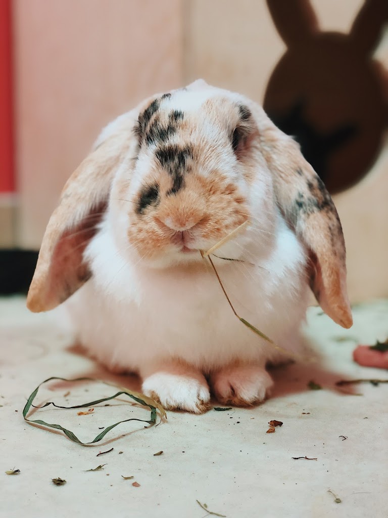 Bunny Cafe - Królicza Kawiarnia 14