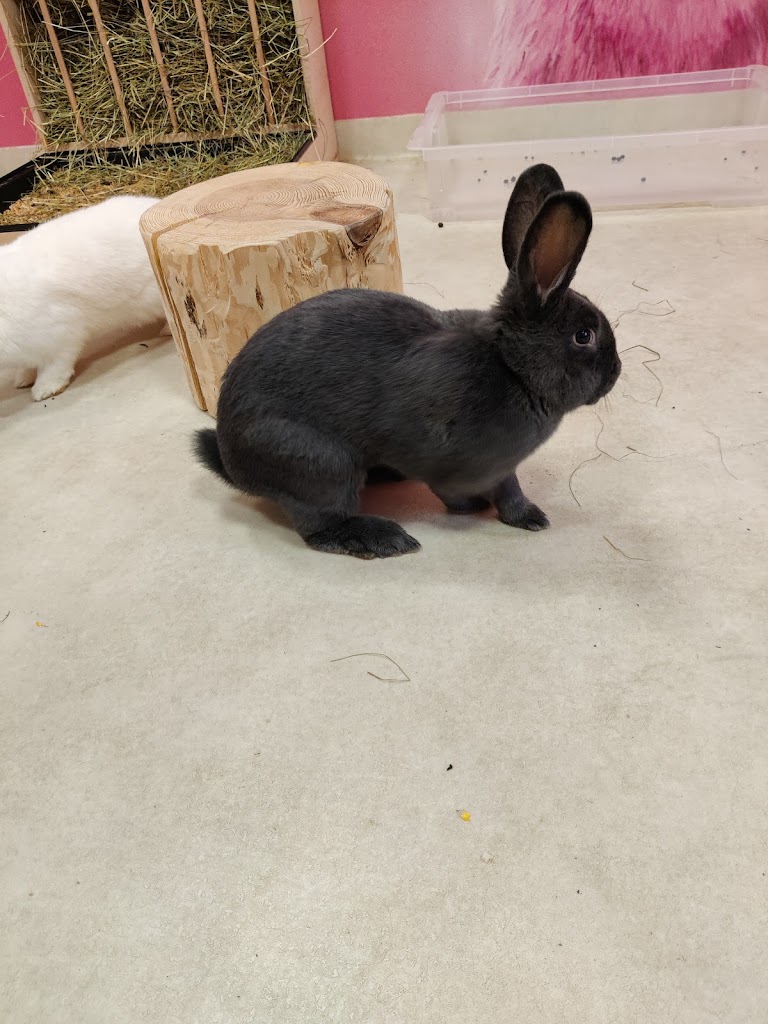 Bunny Cafe - Królicza Kawiarnia 17