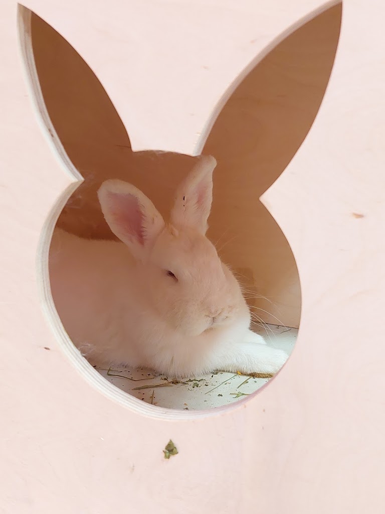 Bunny Cafe - Królicza Kawiarnia - Foto 1