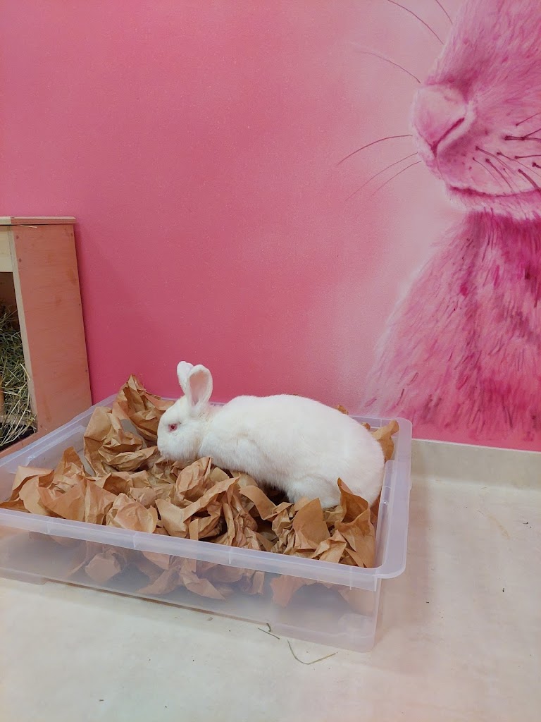 Bunny Cafe - Królicza Kawiarnia 20