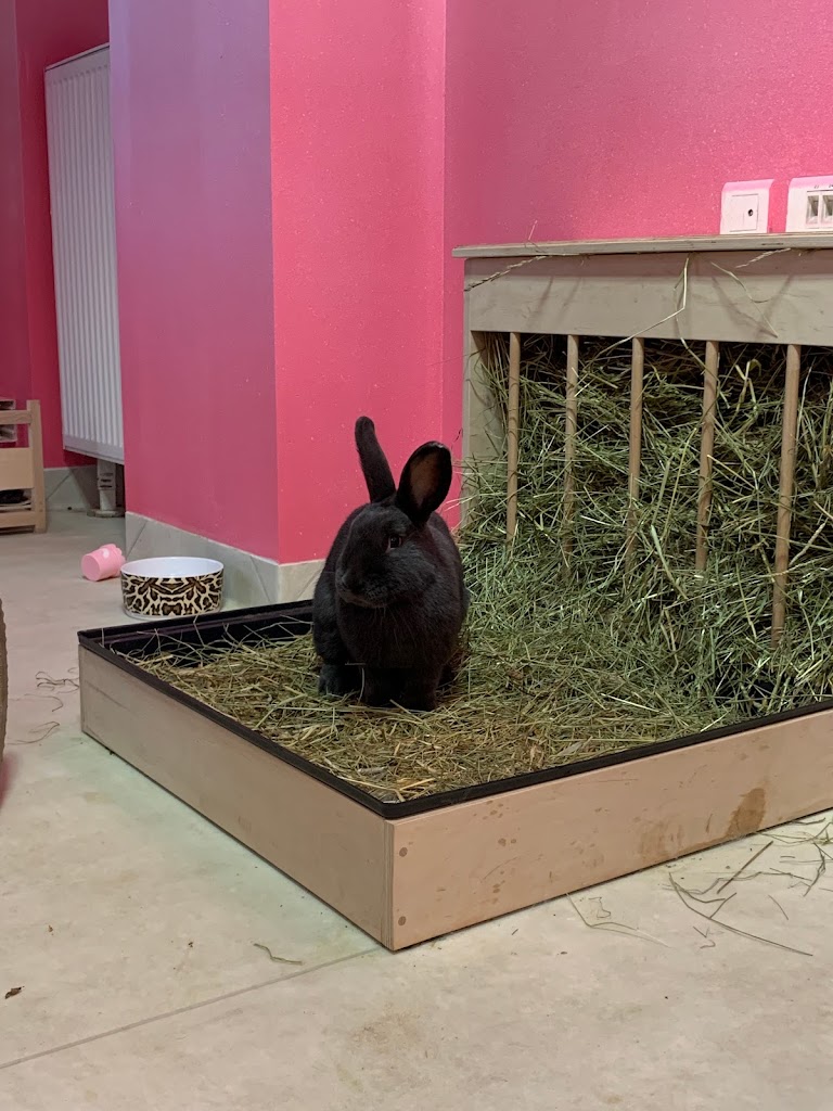 Bunny Cafe - Królicza Kawiarnia - Foto 11