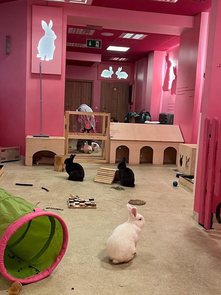 Bunny Cafe - Królicza Kawiarnia - Foto 14