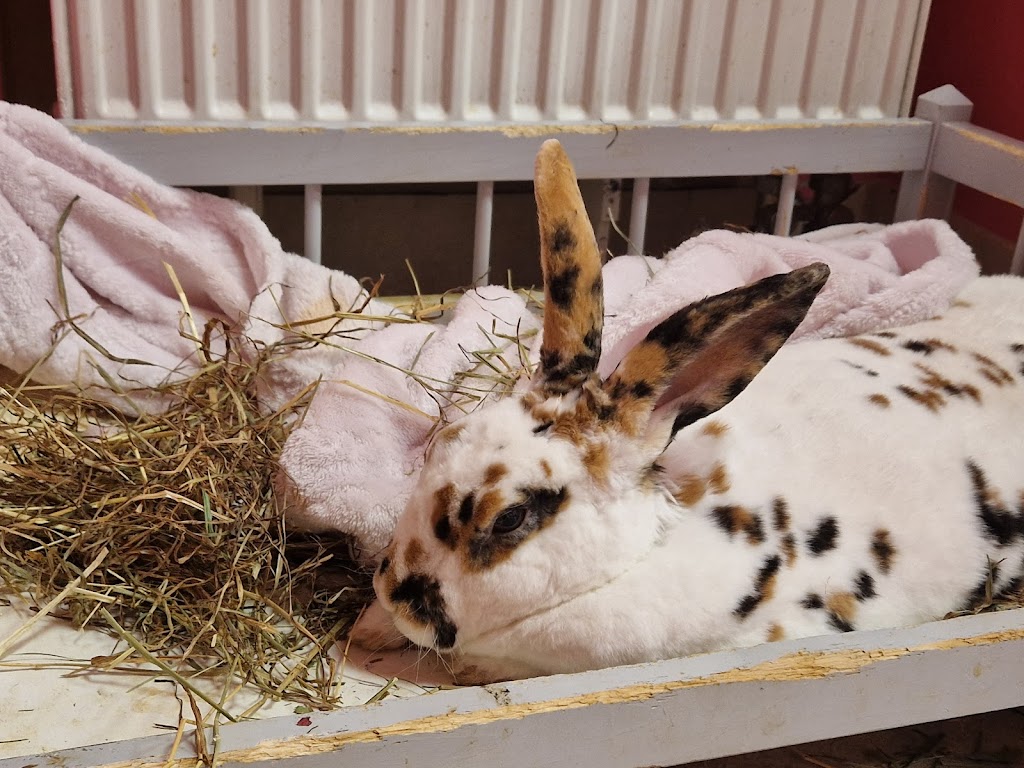 Bunny Cafe - Królicza Kawiarnia - Foto 1