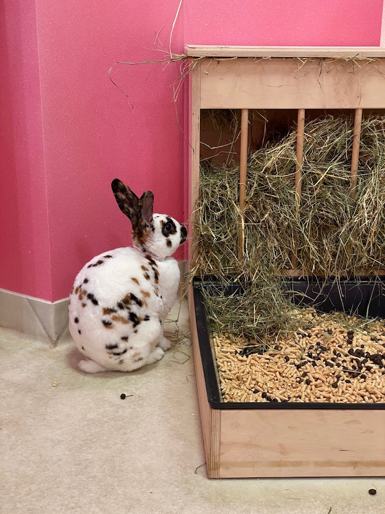 Bunny Cafe - Królicza Kawiarnia - Foto 19