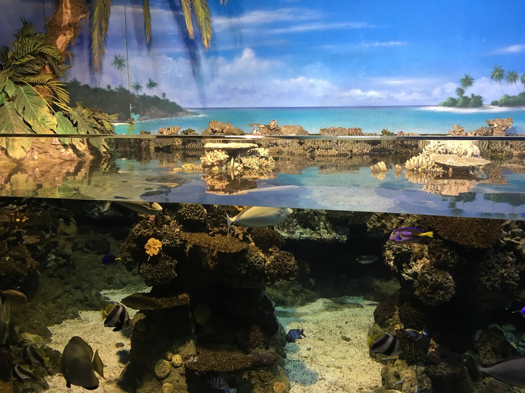 Aquarium - El Acuario de Barcelona 14