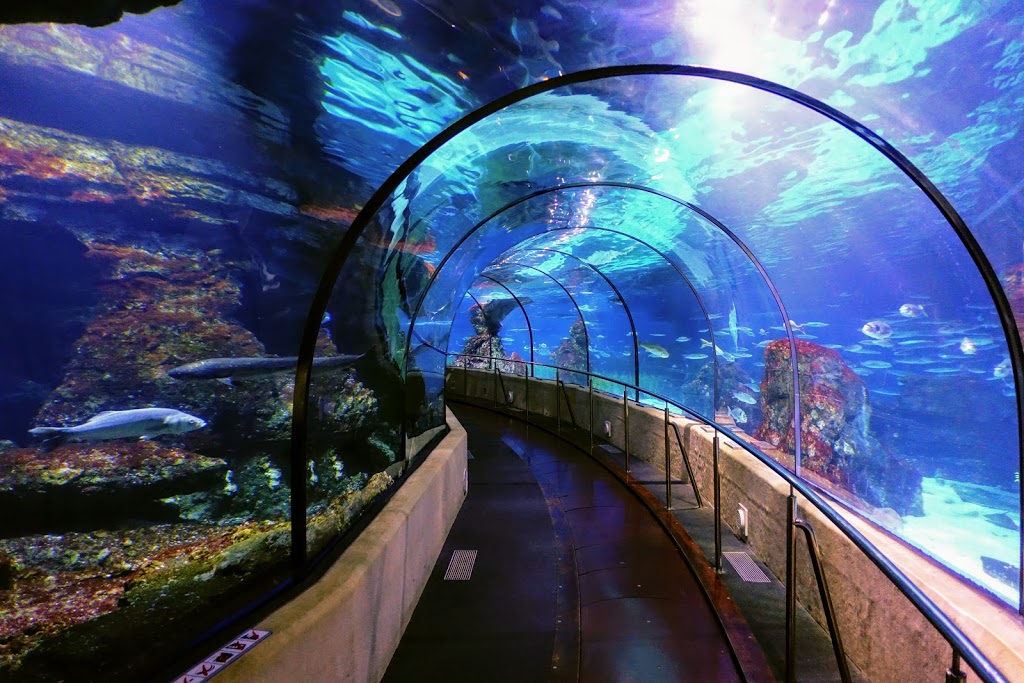 Aquarium - El Acuario de Barcelona 6