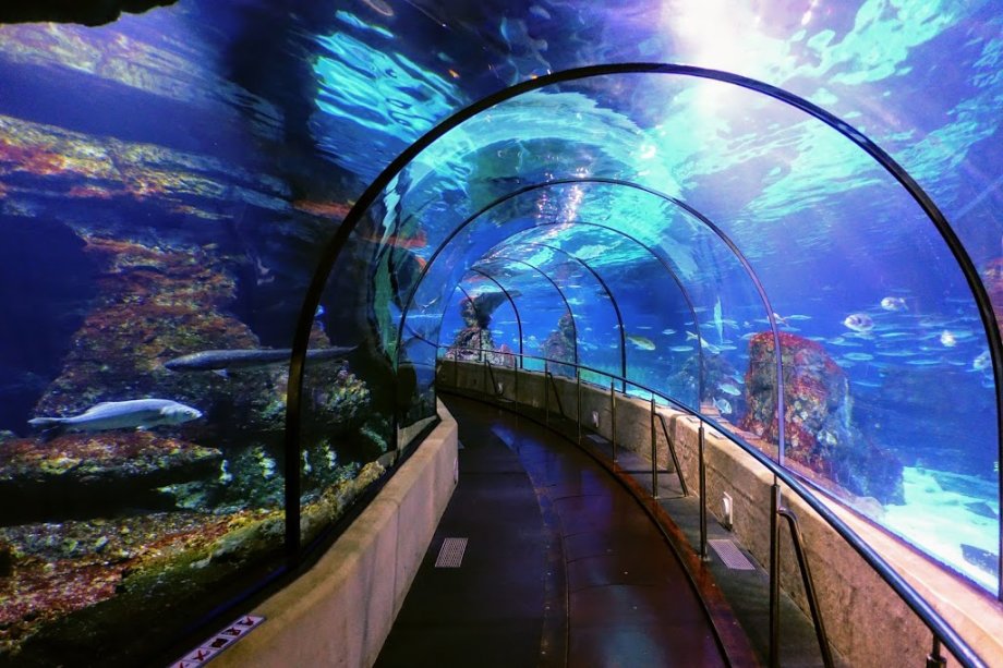 Aquarium - El Acuario de Barcelona - Foto 12