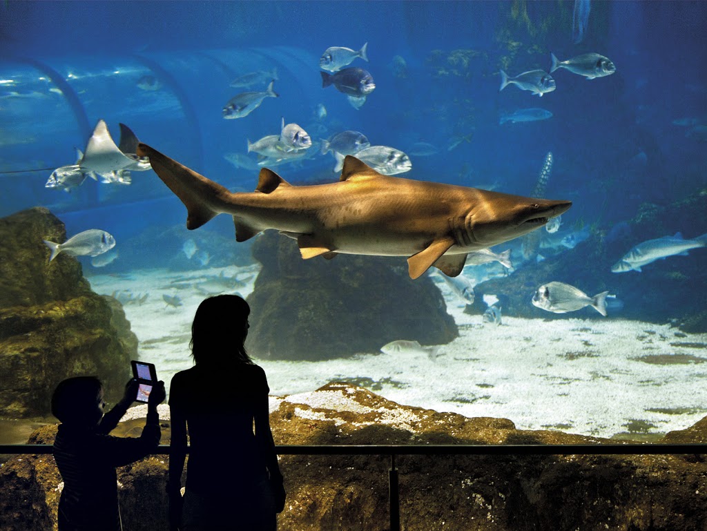 Aquarium - El Acuario de Barcelona 7