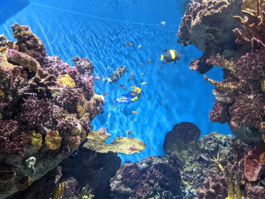 Aquarium - El Acuario de Barcelona - Foto 14