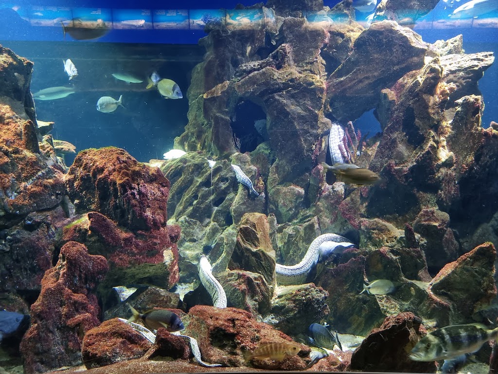 Aquarium - El Acuario de Barcelona - Foto 1