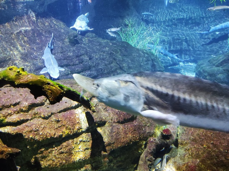 Aquarium - El Acuario de Barcelona - Foto 16