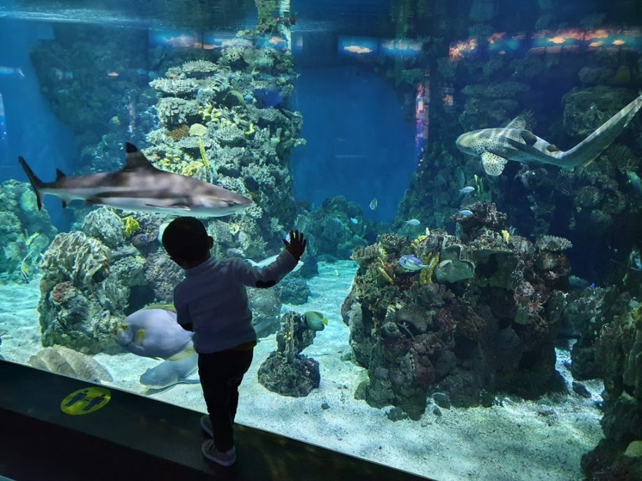 Aquarium - El Acuario de Barcelona - Foto 7
