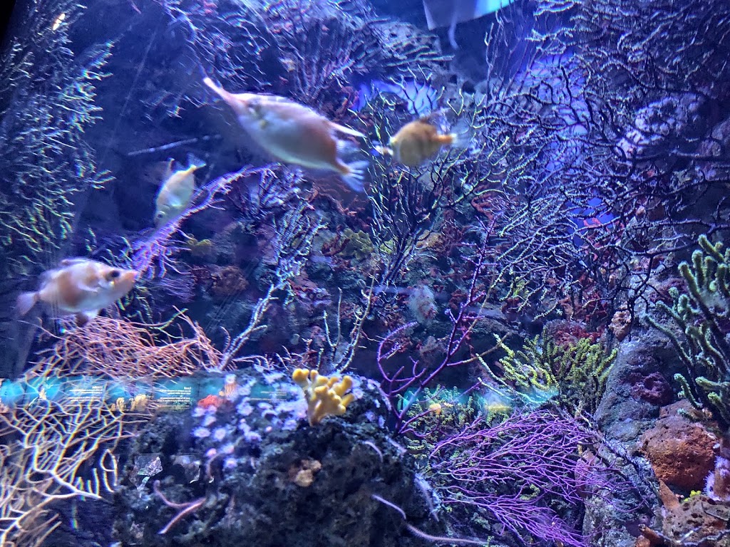 Aquarium - El Acuario de Barcelona - Foto 1