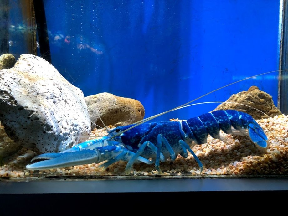 Aquarium - El Acuario de Barcelona - Foto 9