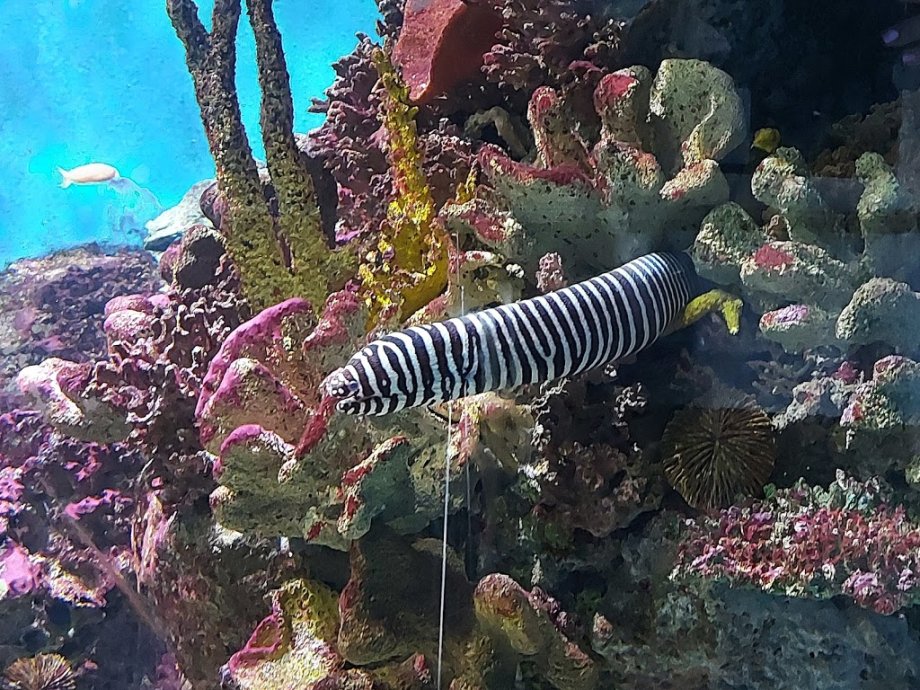Aquarium - El Acuario de Barcelona - Foto 10