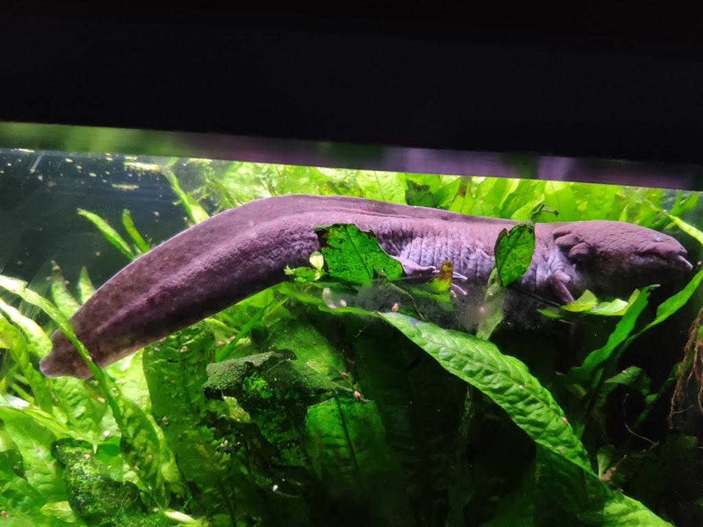 Aquarium - El Acuario de Barcelona 5