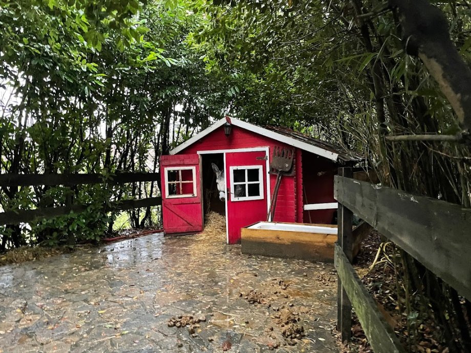 Izenaduba Basoa / Olentzeroren Etxea - Foto 8