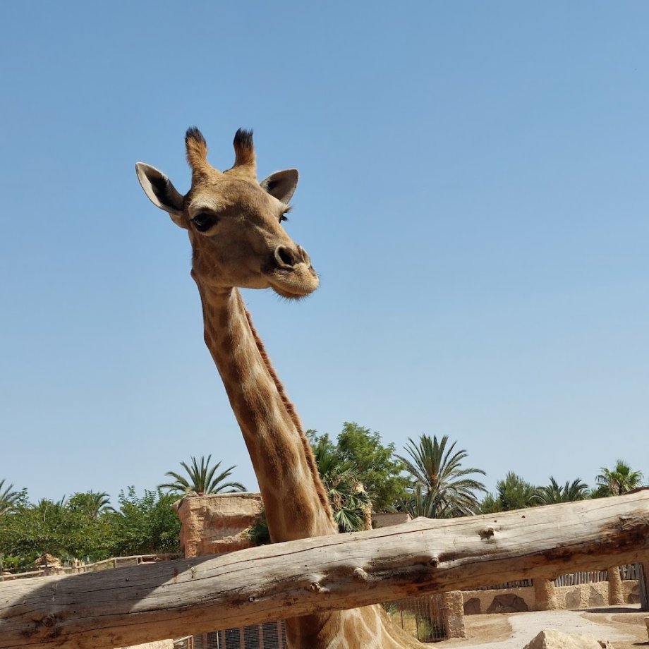 Río Safari Elche - Foto 2