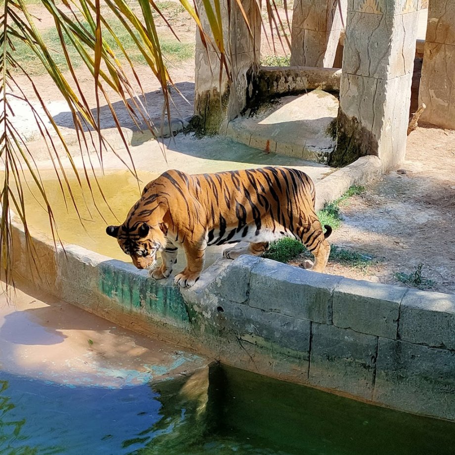 Río Safari Elche - Foto 3