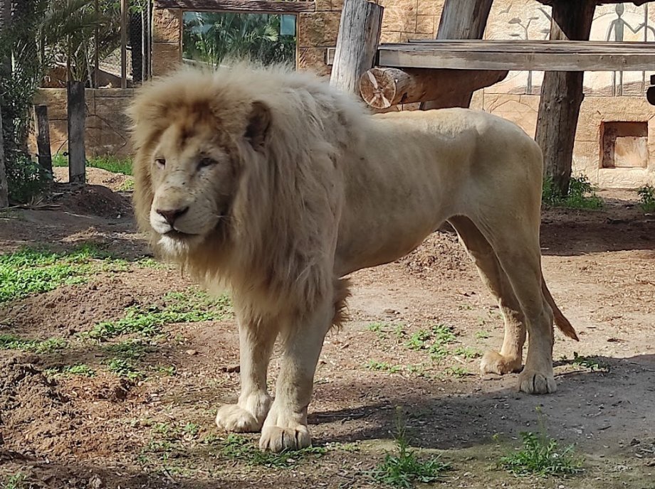 Río Safari Elche - Foto 4