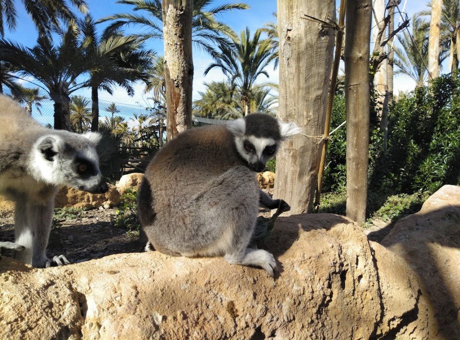 Río Safari Elche - Foto 5