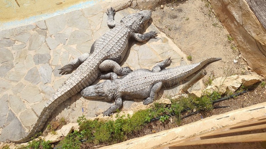 Río Safari Elche - Foto 6