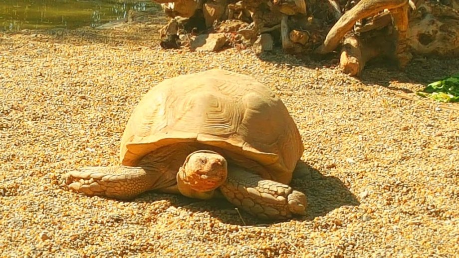 Río Safari Elche - Foto 7