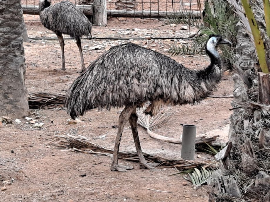 Río Safari Elche - Foto 8