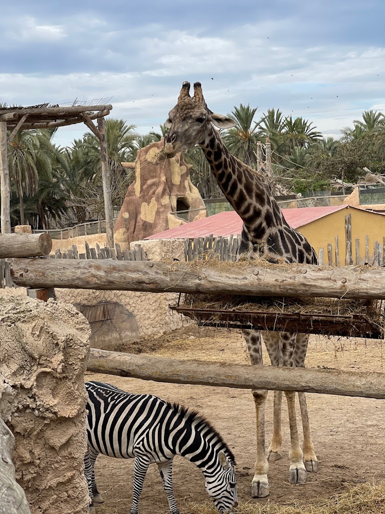 Río Safari Elche - Foto 10