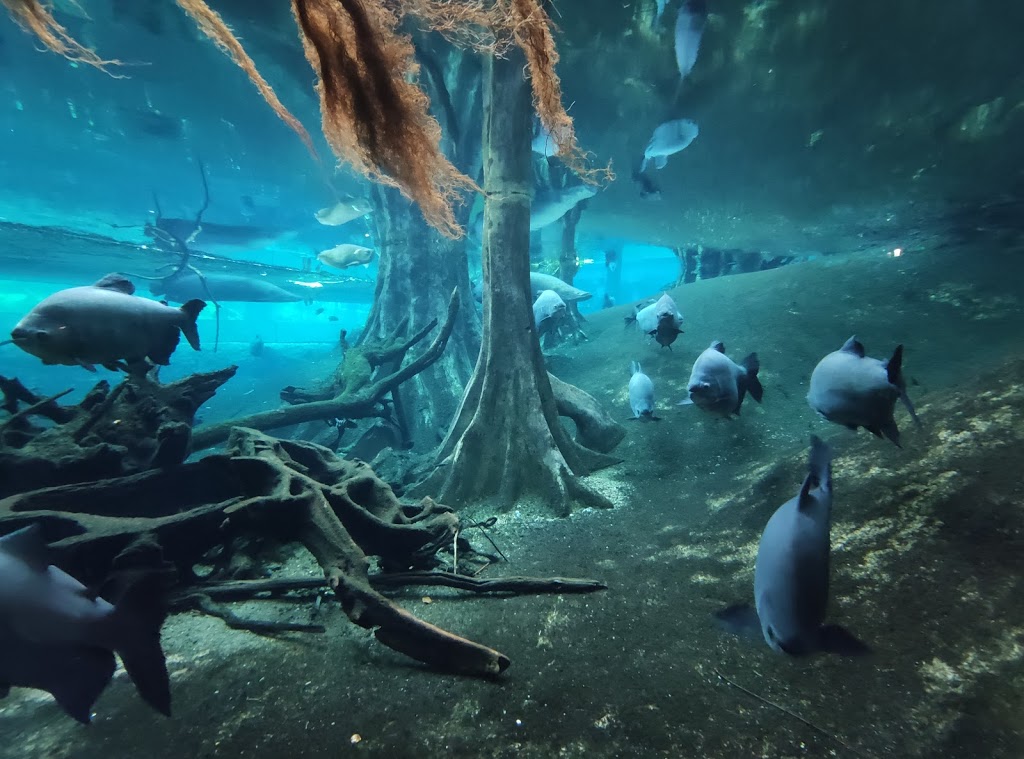 CosmoCaixa Barcelona - Foto 1