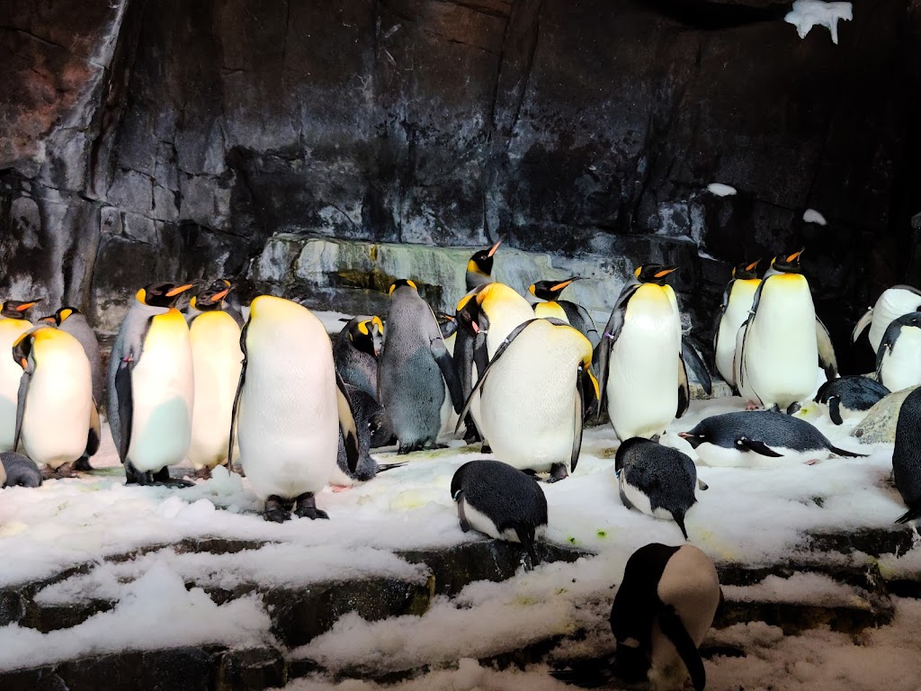 SeaWorld Orlando - Foto 1